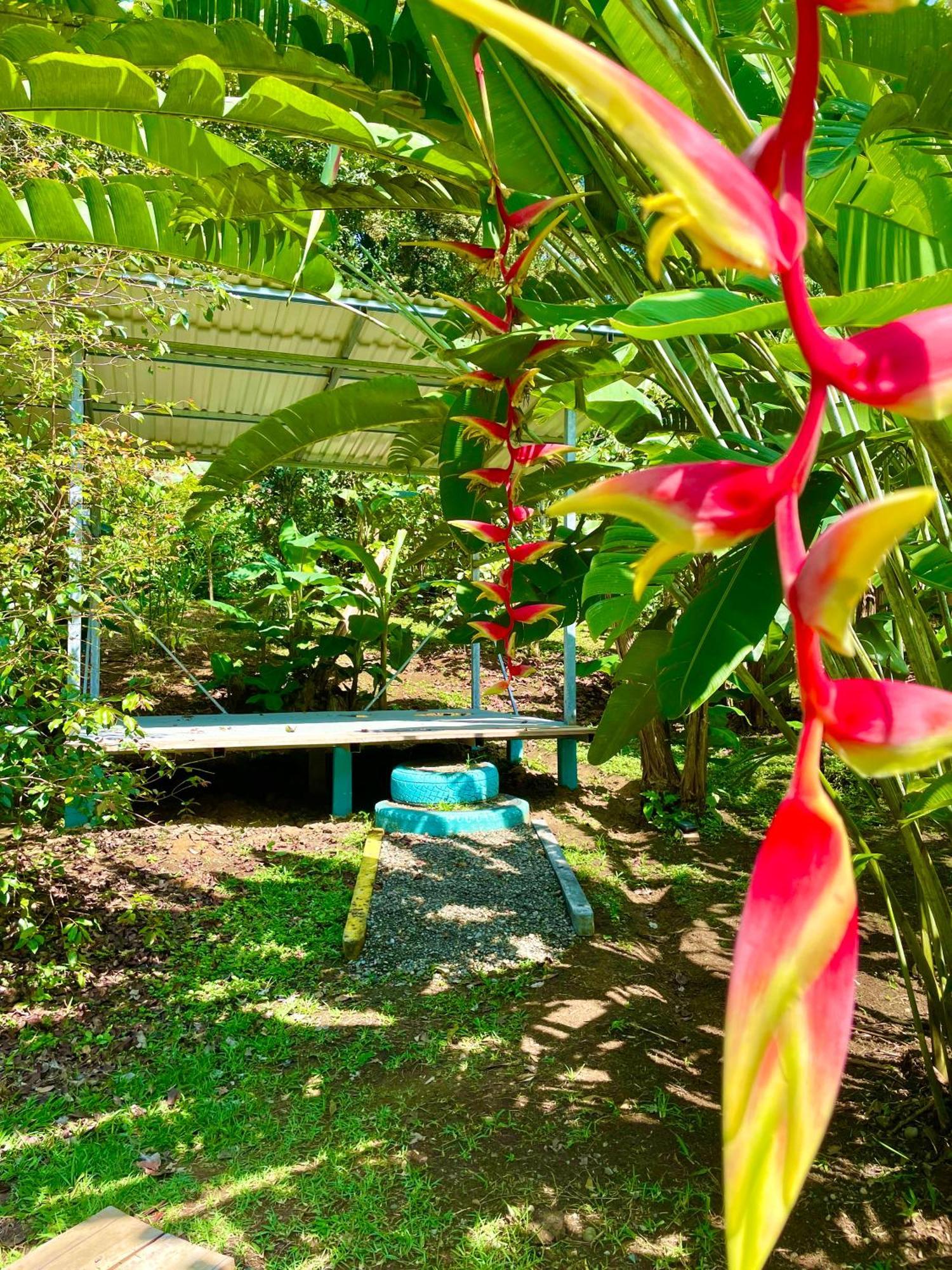 Alouatta Lodge And Canopy カウイータ エクステリア 写真