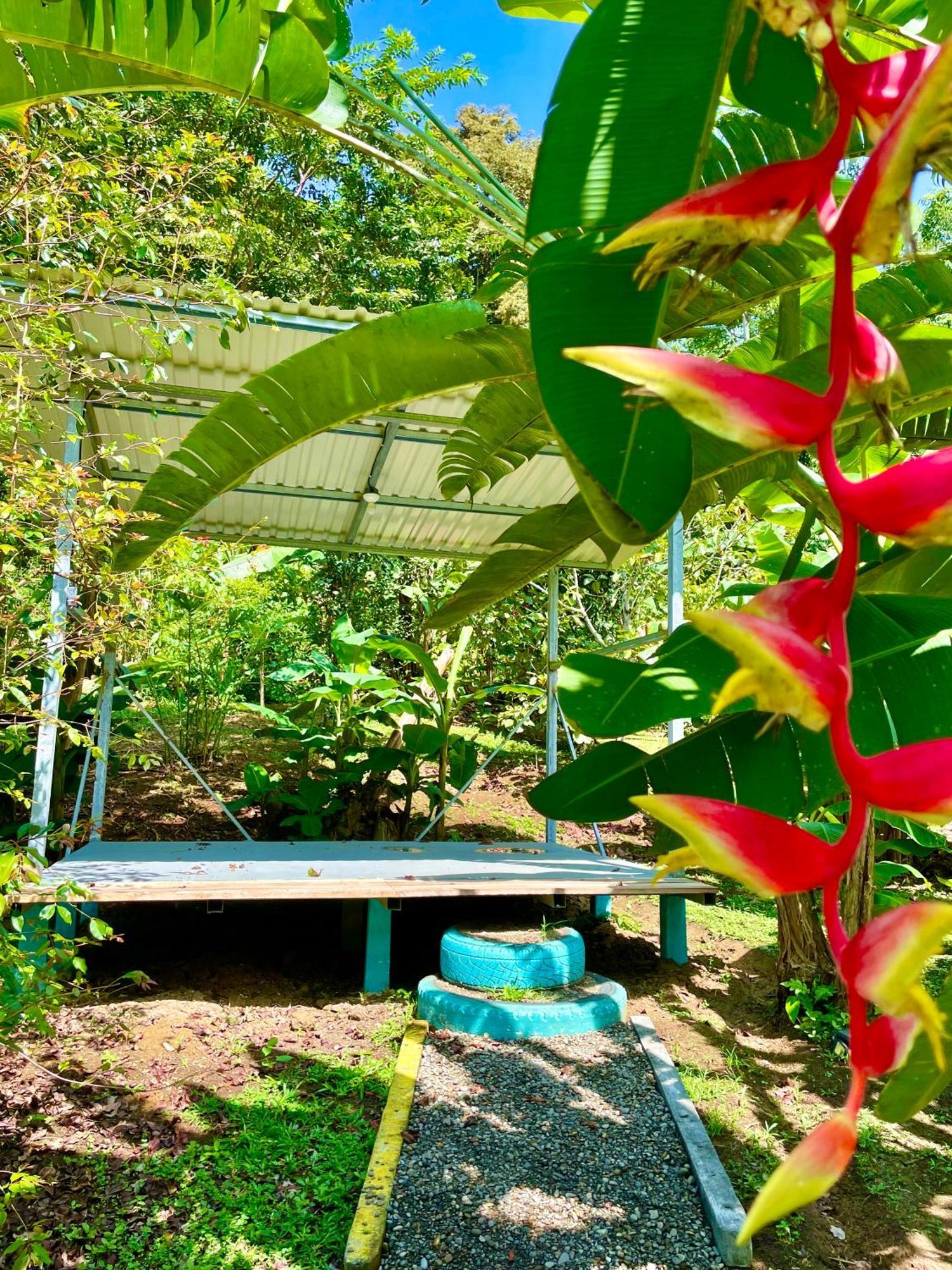 Alouatta Lodge And Canopy カウイータ エクステリア 写真
