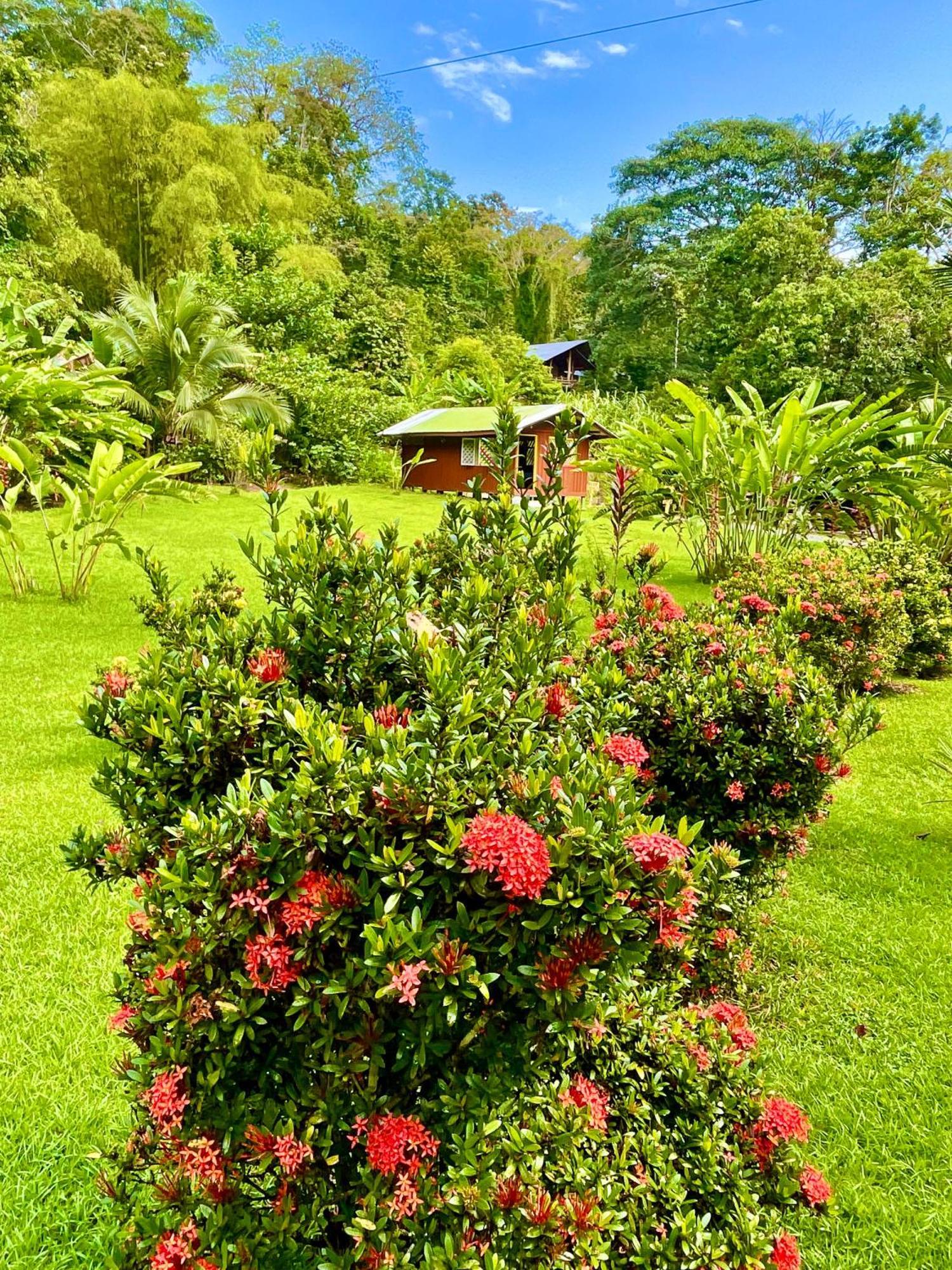 Alouatta Lodge And Canopy カウイータ エクステリア 写真