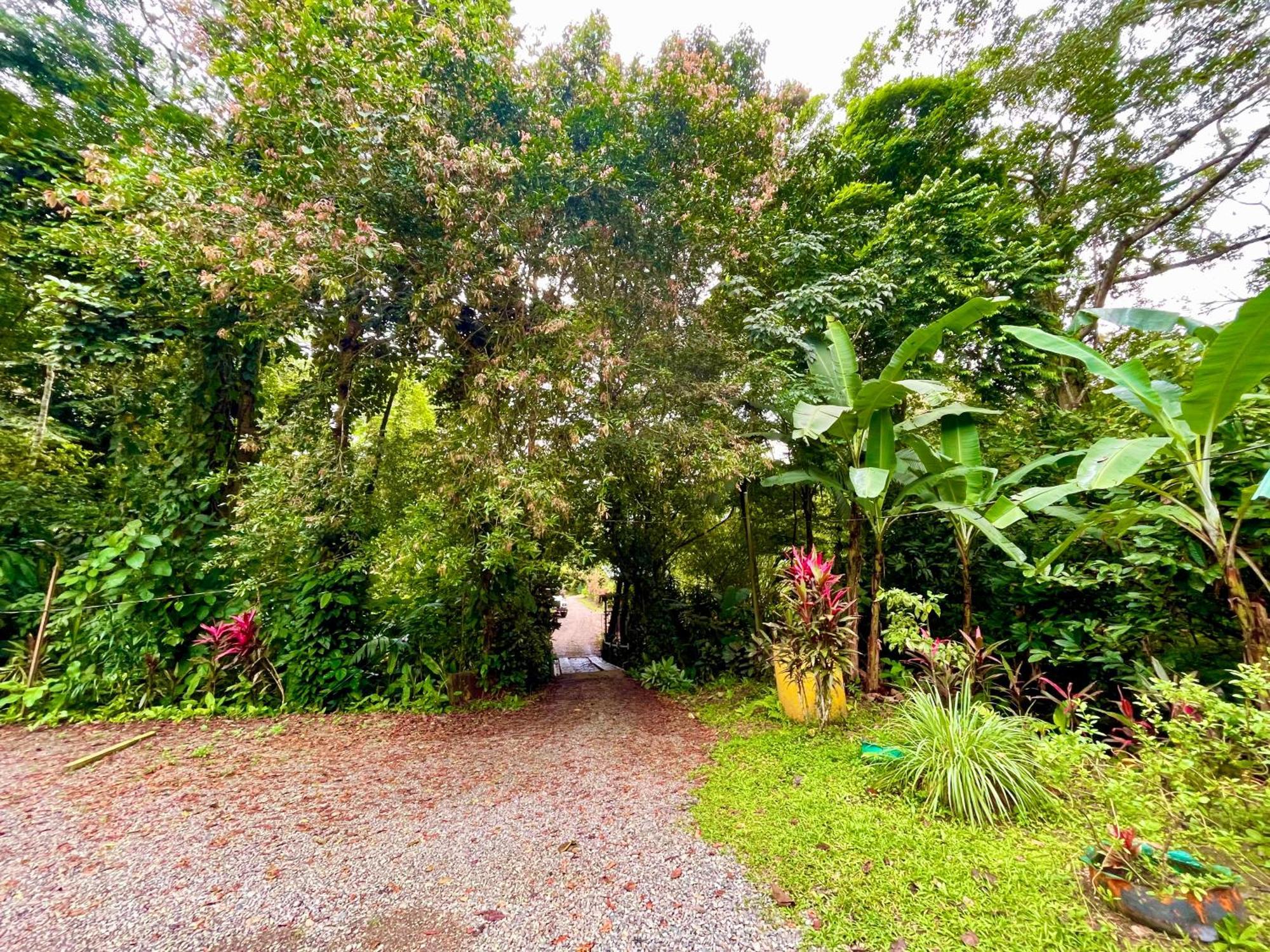 Alouatta Lodge And Canopy カウイータ エクステリア 写真